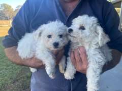 Bichon Frise purebred puppies