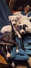 Bull Arab X 9Wk Old Puppies 