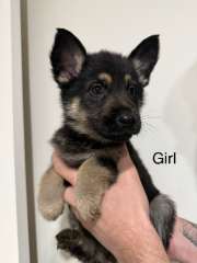 German shepherd puppies