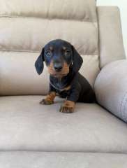 Four Miniature Dachshunds Ready
