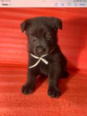 German Shepherd Puppies 