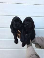 English Cocker Spaniel Puppies