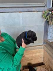 Black labrador puppies 