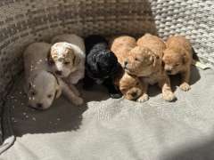 Toy Cavoodle x Toy Moodle 